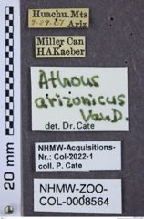 Etiketten zu Athous arizonicus (NHMW-ZOO-COL-0008564)